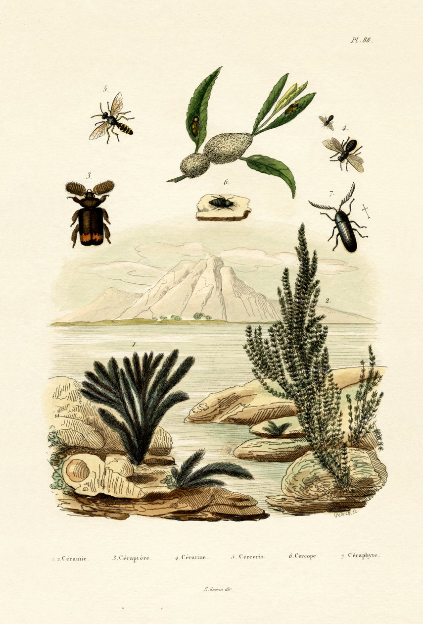 Vosa, 1833-39 od French School