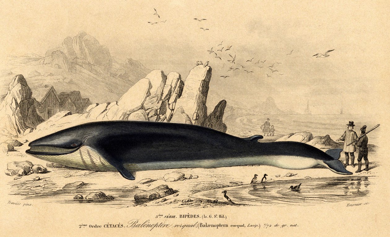 Velryba nebo baleinoptera (Balaenoptera rorqual) od French School