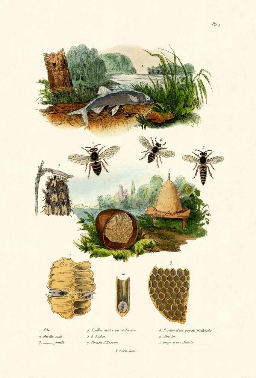 Bílý Aspe, 1833-39 od French School