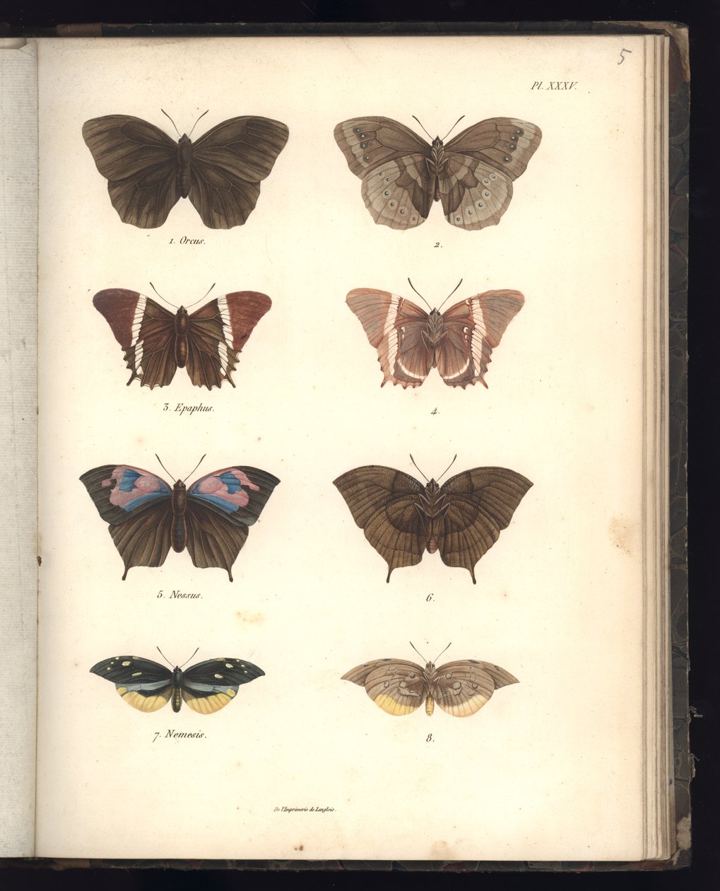 Lepidoptera, Pl. XXXV, ilustrace ze „Sbírka pozorování zoologie a srovnávací anatomie, druhá část“, od Al. V. Humboldt a A. Bonplant, Paříž, 1821 (barevná rytina) od Baron Friedrich Alexander von Humboldt