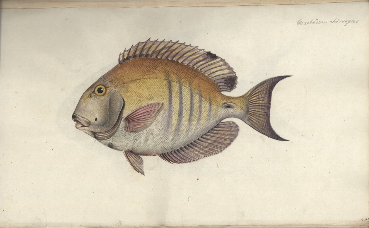 Chaetodon chirurgus, před rokem 1787 od Friedrich August Kruger