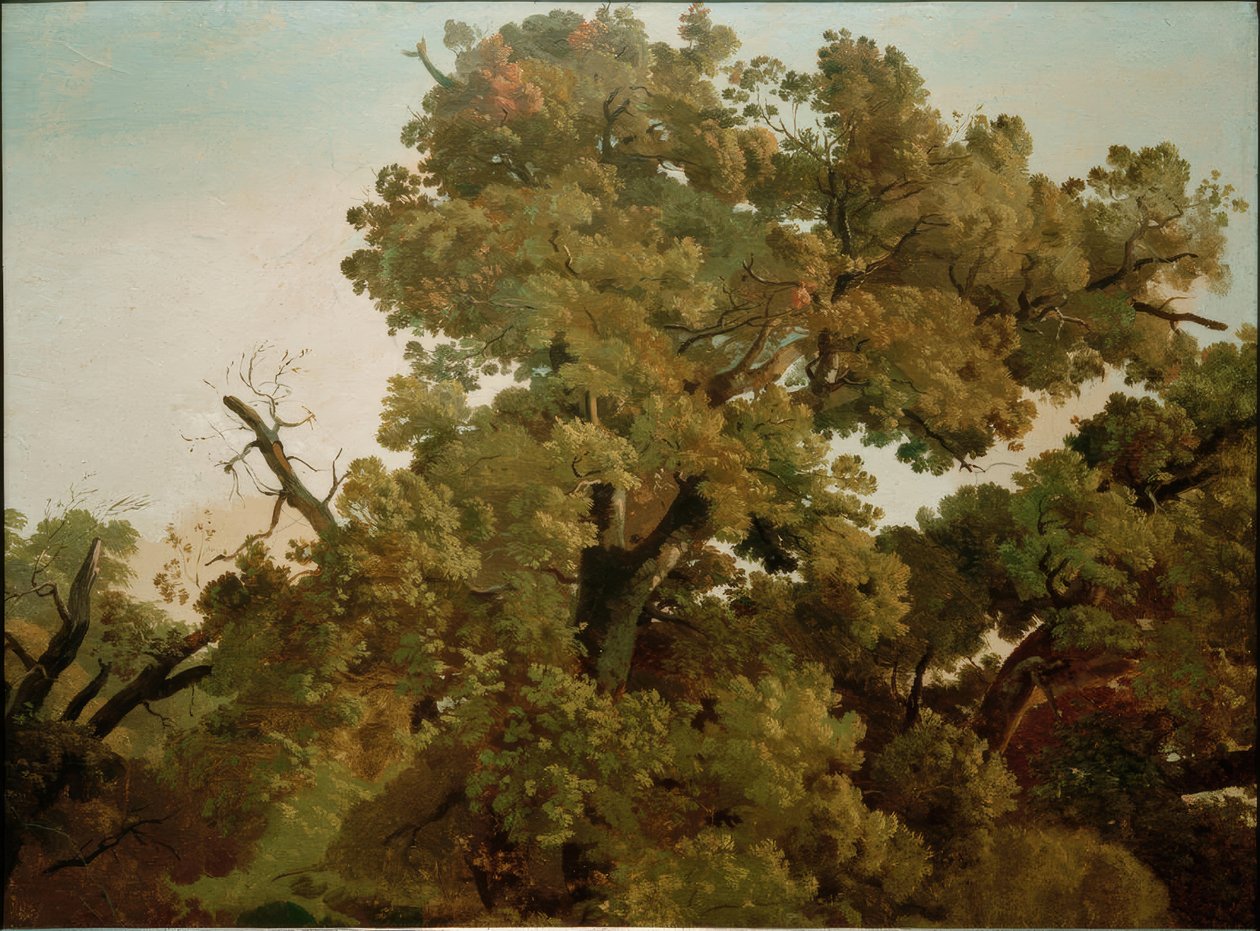 Dub od Friedrich Nerly