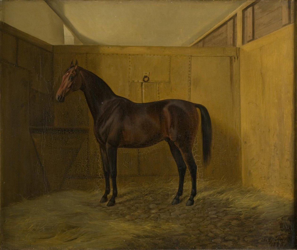 Bruno od Fritz Thomsen