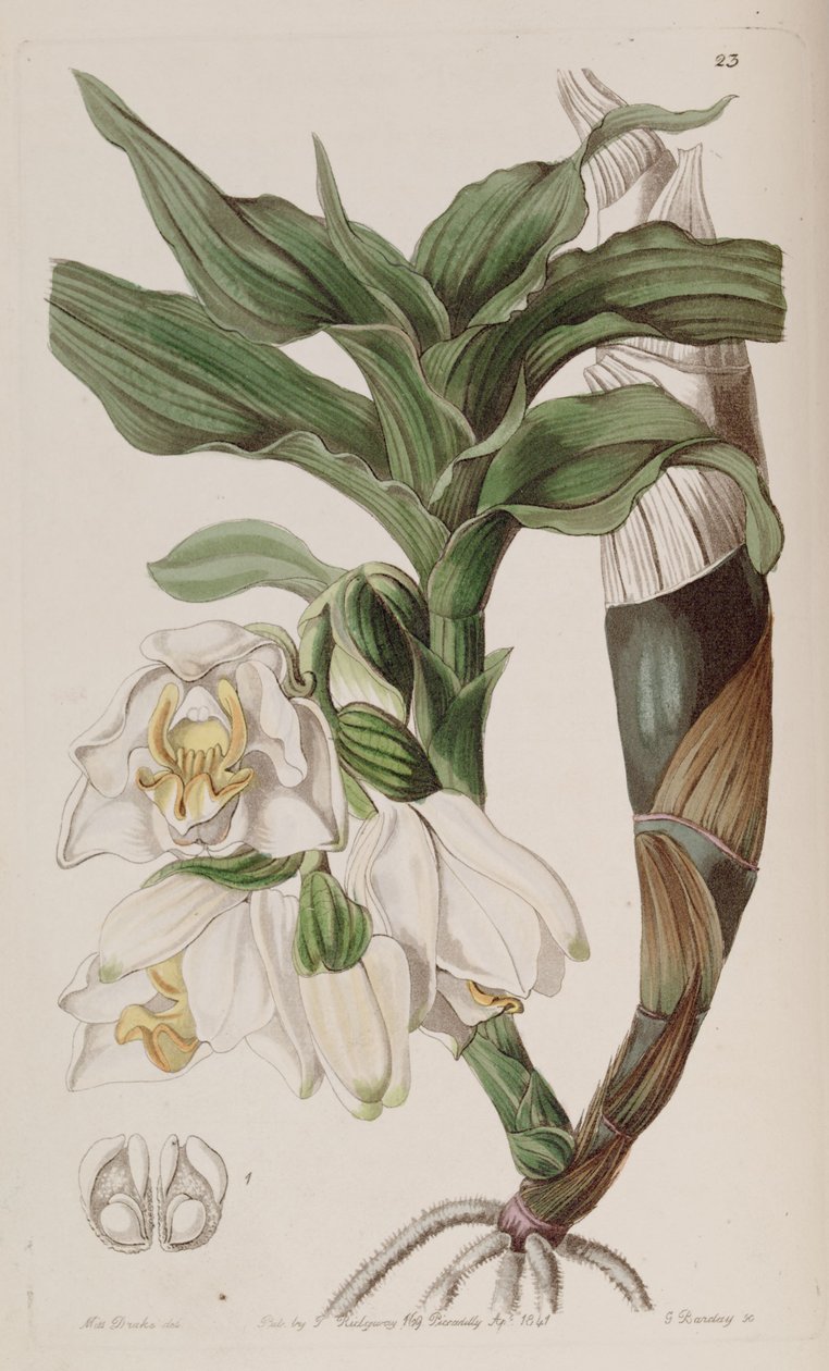 Chysis bractescens od G. Watts