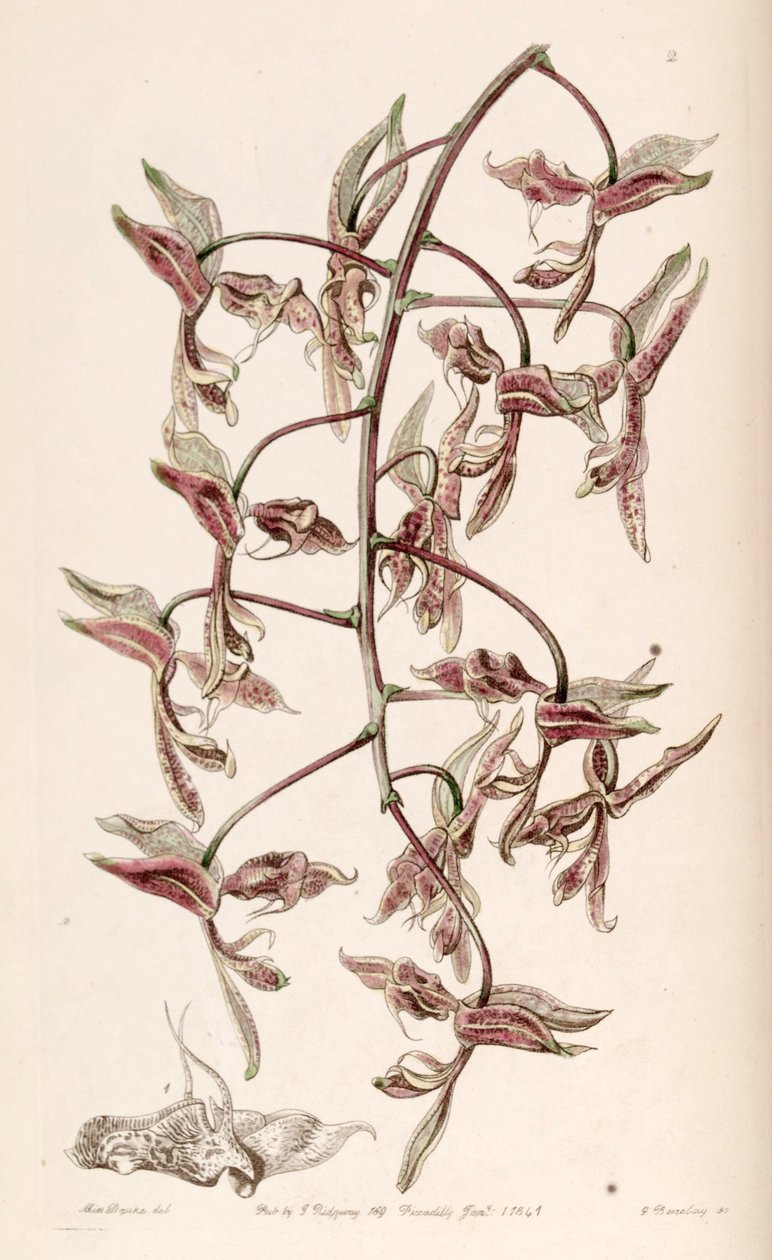 Gongora bufonia od G. Watts