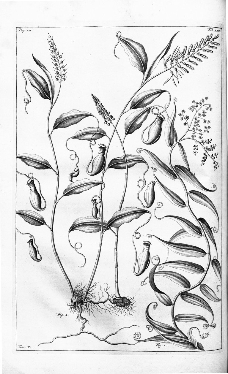 Cantharifera a Flagellaria indica z Herbarium amboinense, od G.E. Rumphius