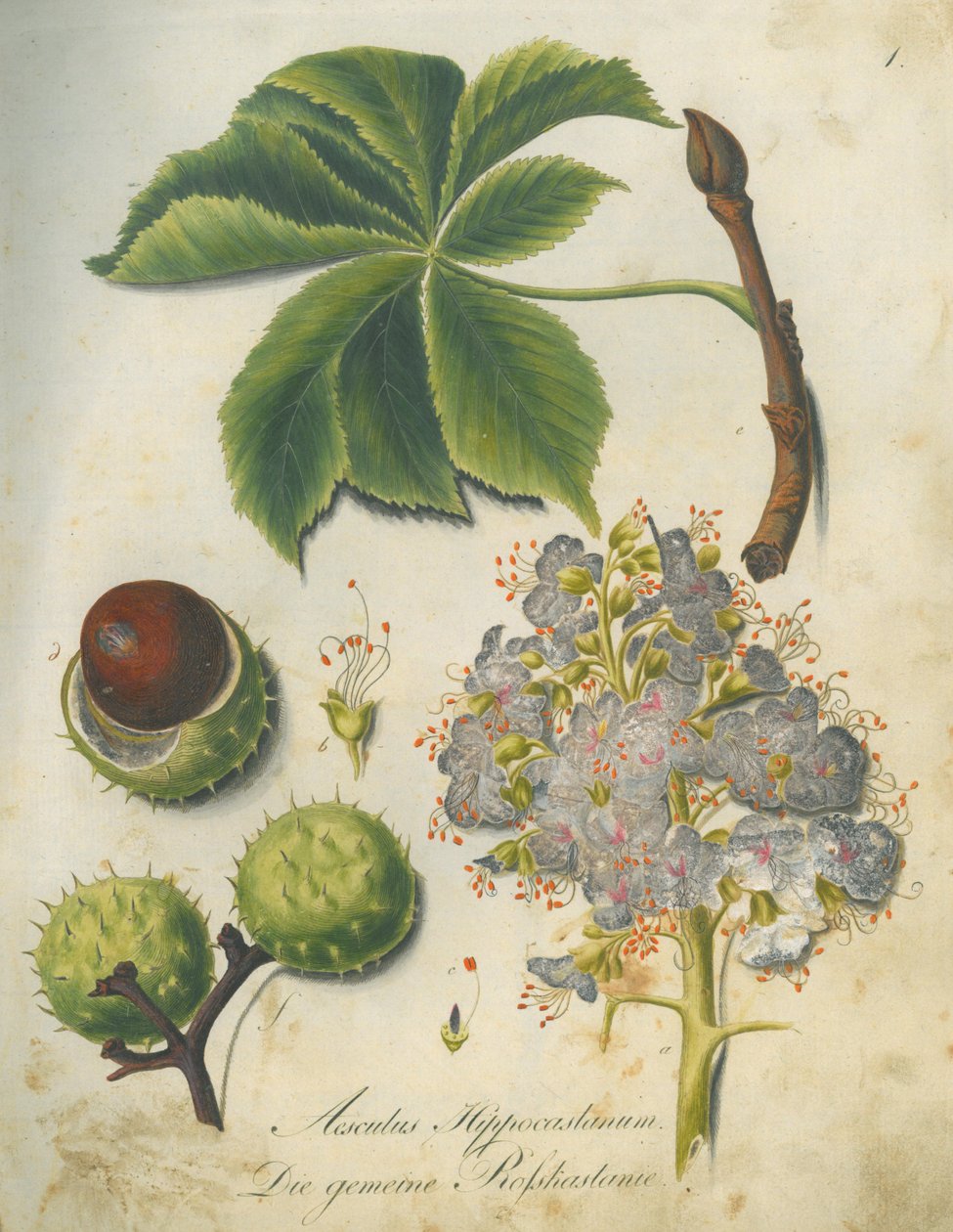 Koňský kaštan (Aesculus hippocastanum) od G.F. Abel I. D. Reiter