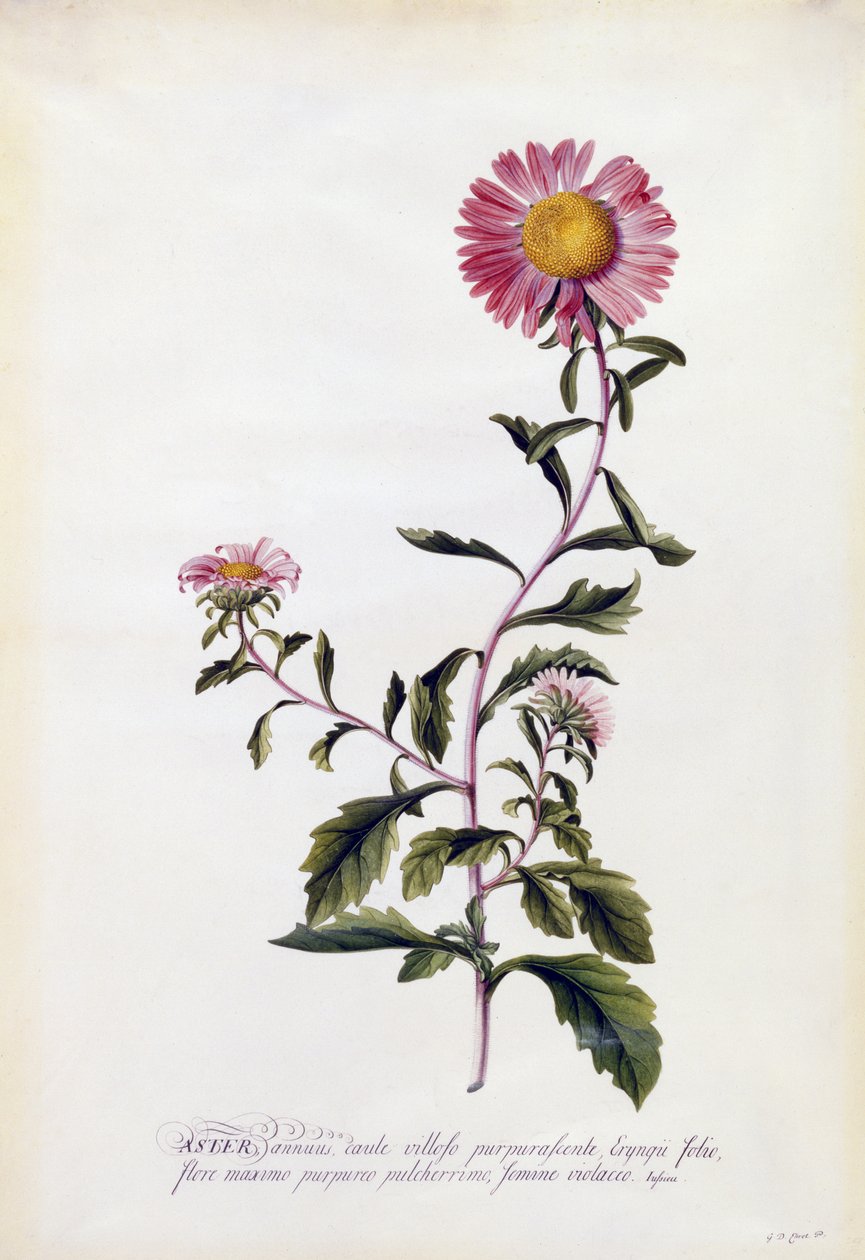 Aster, asi 1743 (ručně kolorovaná rytina) od Georg Dionysius Ehret