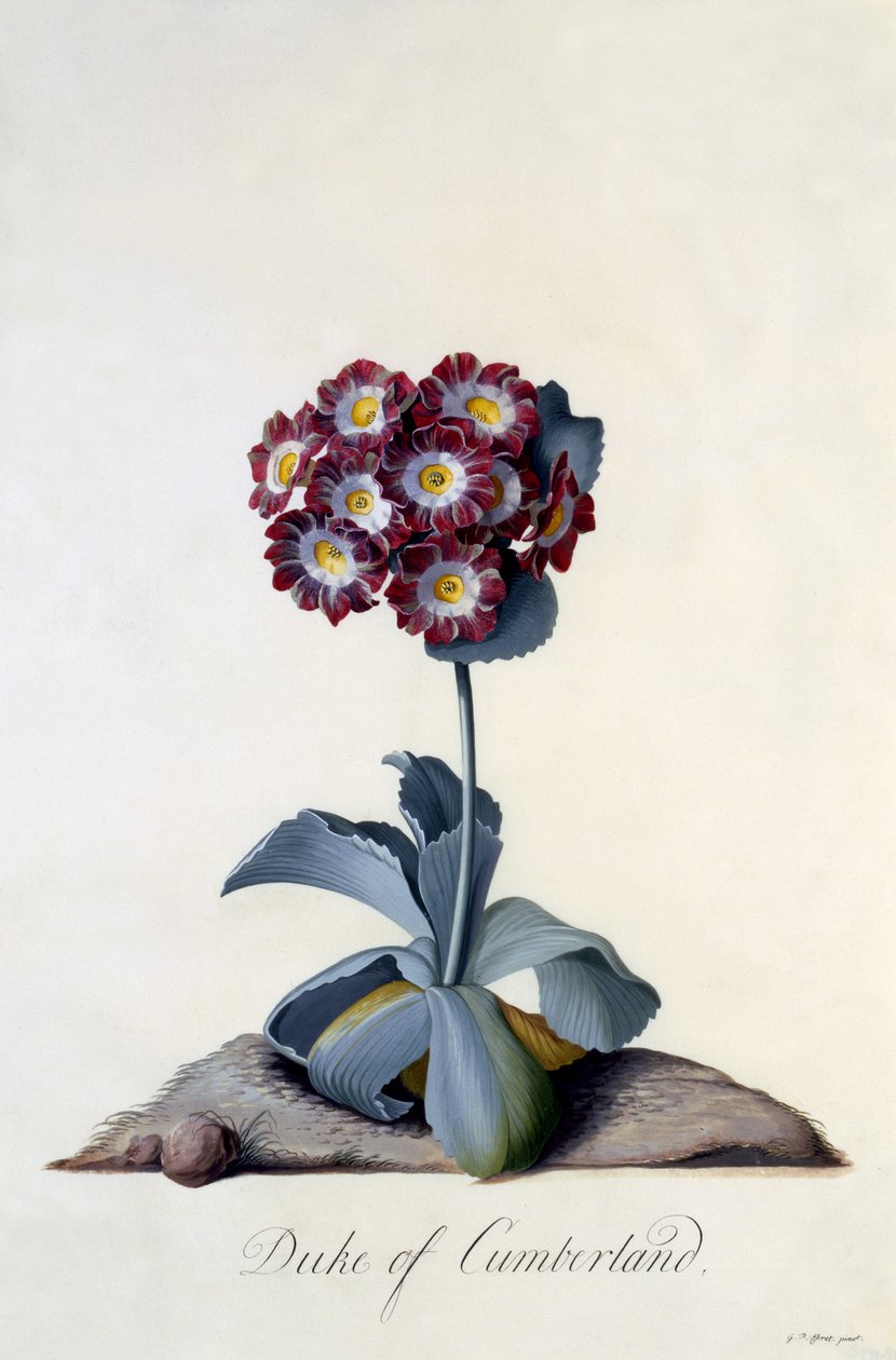 Auricula vévoda z Cumberlandu kolem roku 1743 (ručně kolorovaná rytina) od Georg Dionysius Ehret