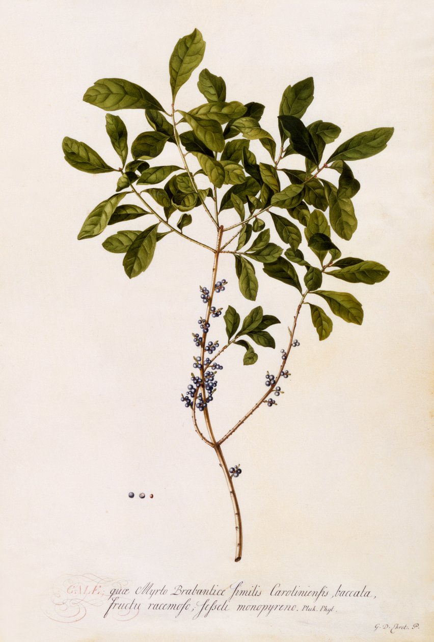 Bobkovišeň nebo myrta, asi 1746 (ručně kolorovaná rytina) od Georg Dionysius Ehret