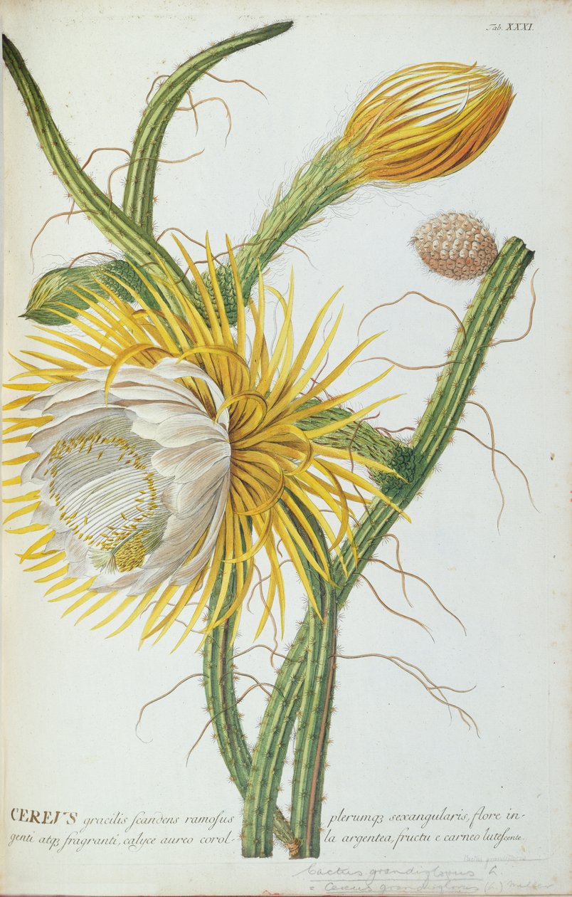 Kaktus: Cereus, z Trew