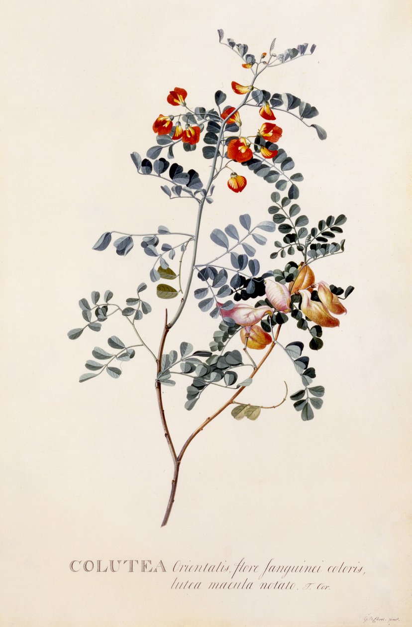 Colutea, cca 1745 (ručně kolorovaná rytina) od Georg Dionysius Ehret