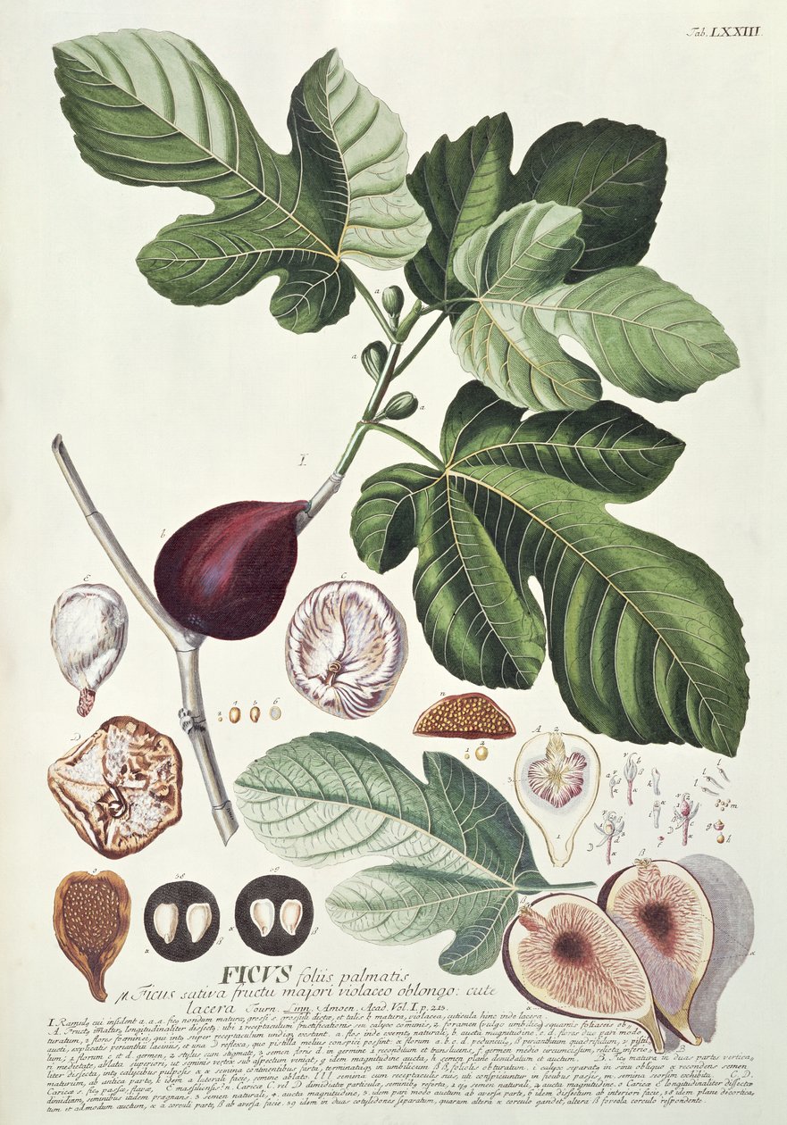 Ficus (obr.) od Georg Dionysius Ehret
