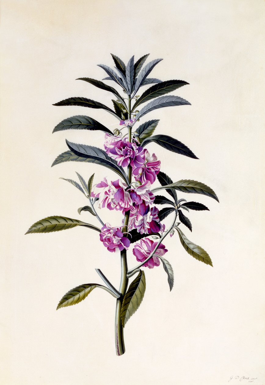 Balzám zahradní, Impatiens balsamina, asi 1746 (ručně kolorovaná rytina) od Georg Dionysius Ehret