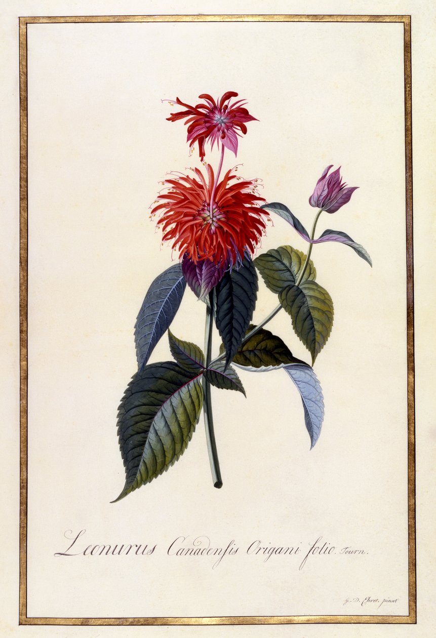 Oswego Tea Plant, c.1740 (ručně kolorovaná rytina) od Georg Dionysius Ehret