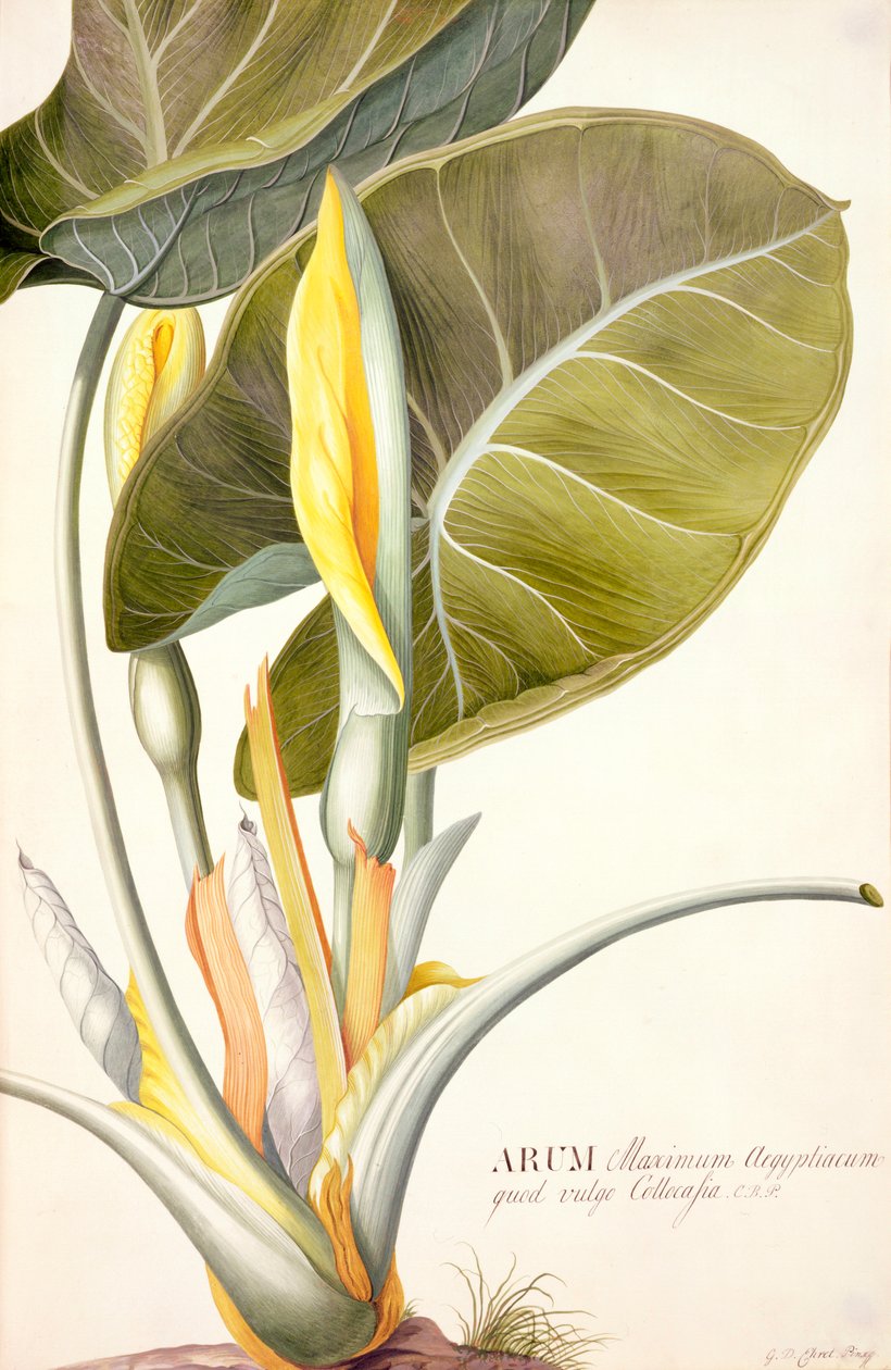 PD.116-1973f.14 Arum maximum aegyptiacum, asi 1740-45 (kvaš a wc na pergamenu) od Georg Dionysius Ehret