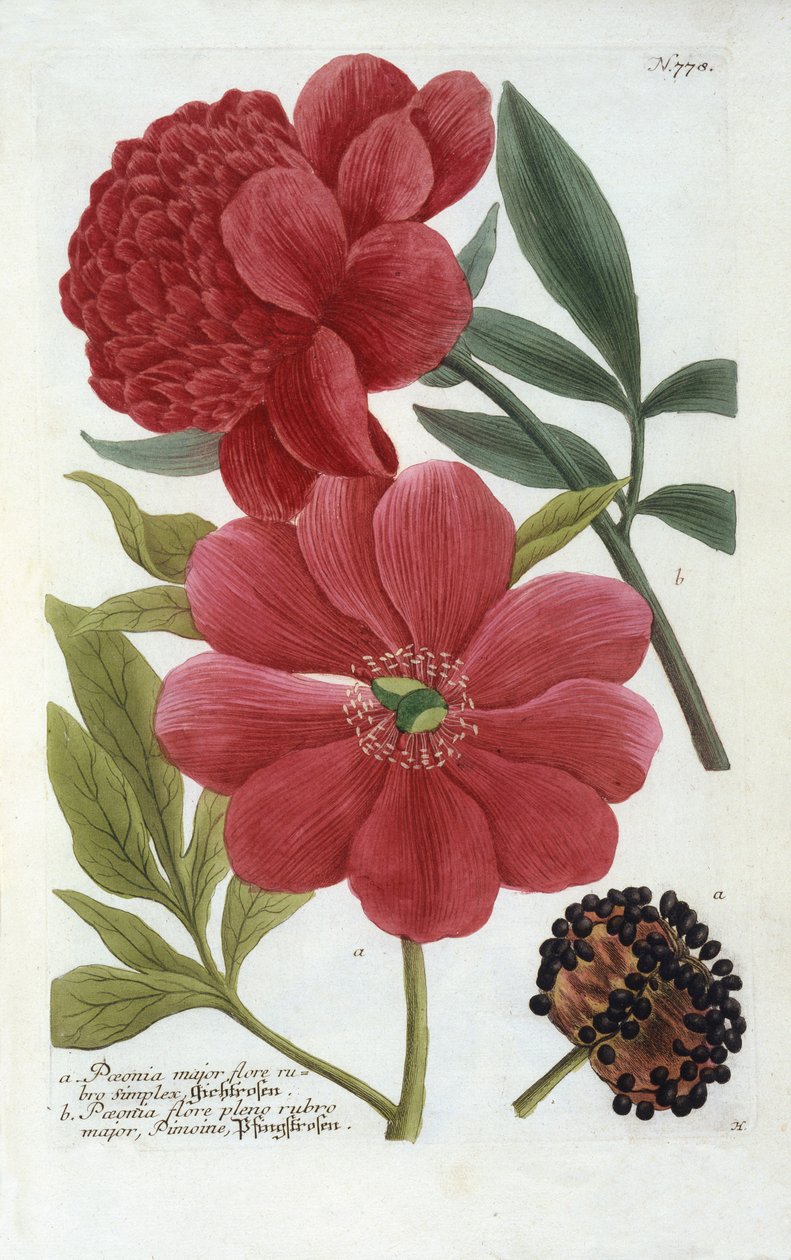 Paeonia z Phytanthoza Iconographia Johanna Wilhelma Weinmanna, 1737 (ručně kolorovaná rytina) od Georg Dionysius Ehret