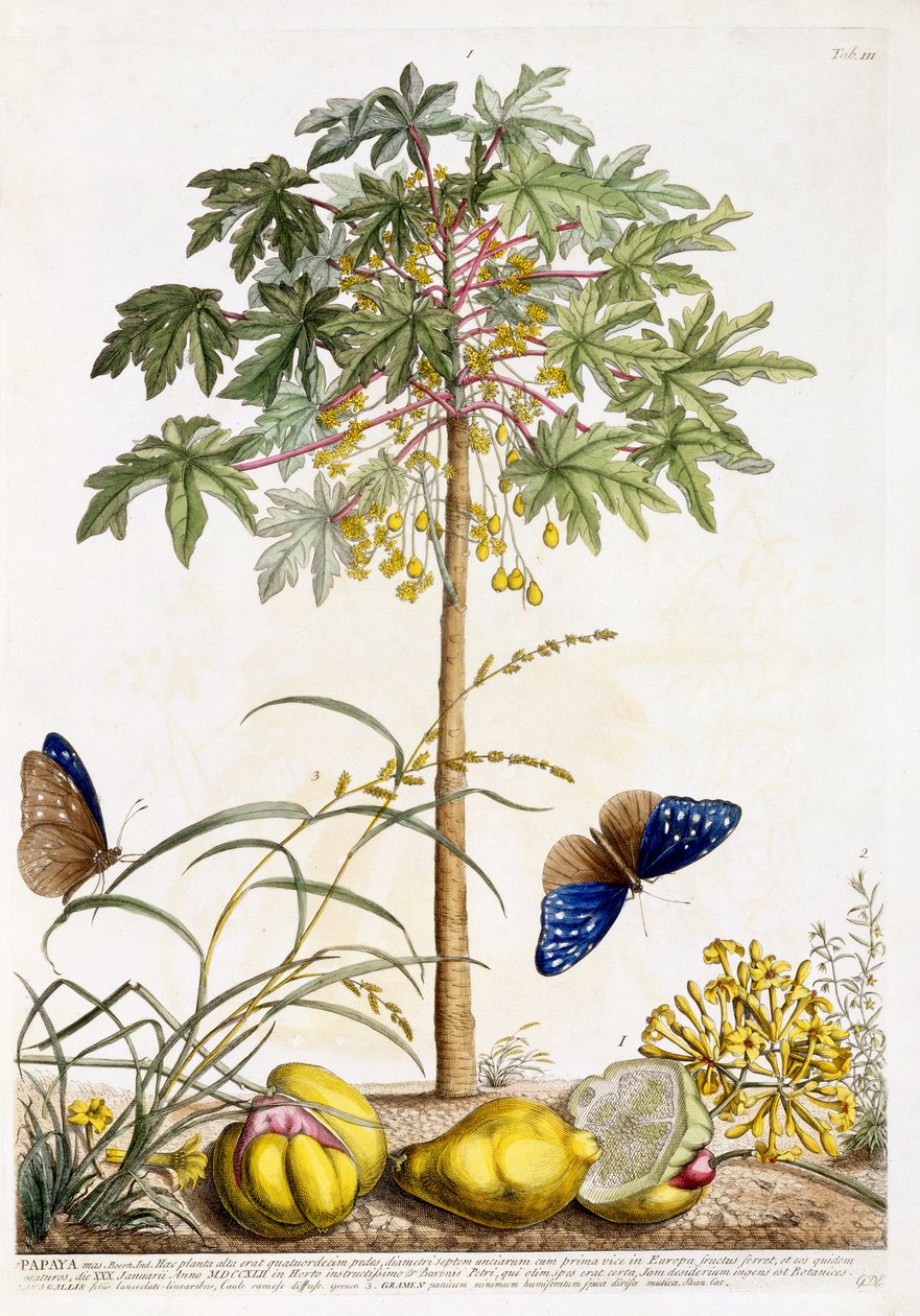 Papája, asi 1748 (ručně kolorovaná rytina) od Georg Dionysius Ehret