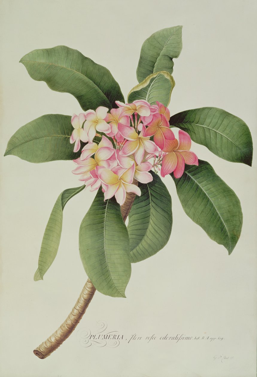 Plumeria od Georg Dionysius Ehret