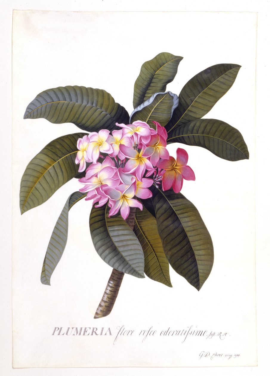 Plumeria, c.1744 (ručně kolorovaná rytina) od Georg Dionysius Ehret