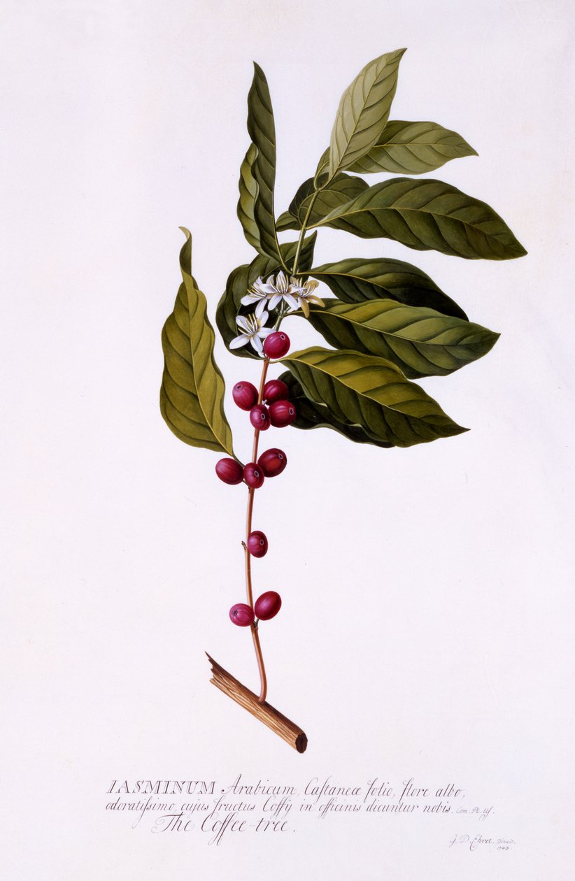 The Coffee Tree, c.1743 (ručně kolorovaná rytina) od Georg Dionysius Ehret