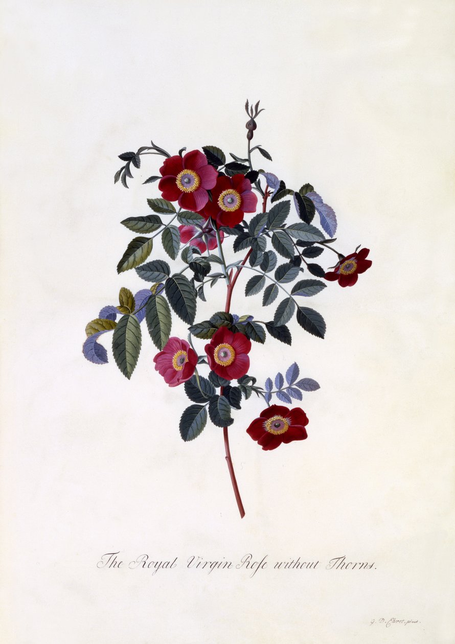 Královská panenská růže bez trnů, kolem 1745 (ručně kolorovaná rytina) od Georg Dionysius Ehret