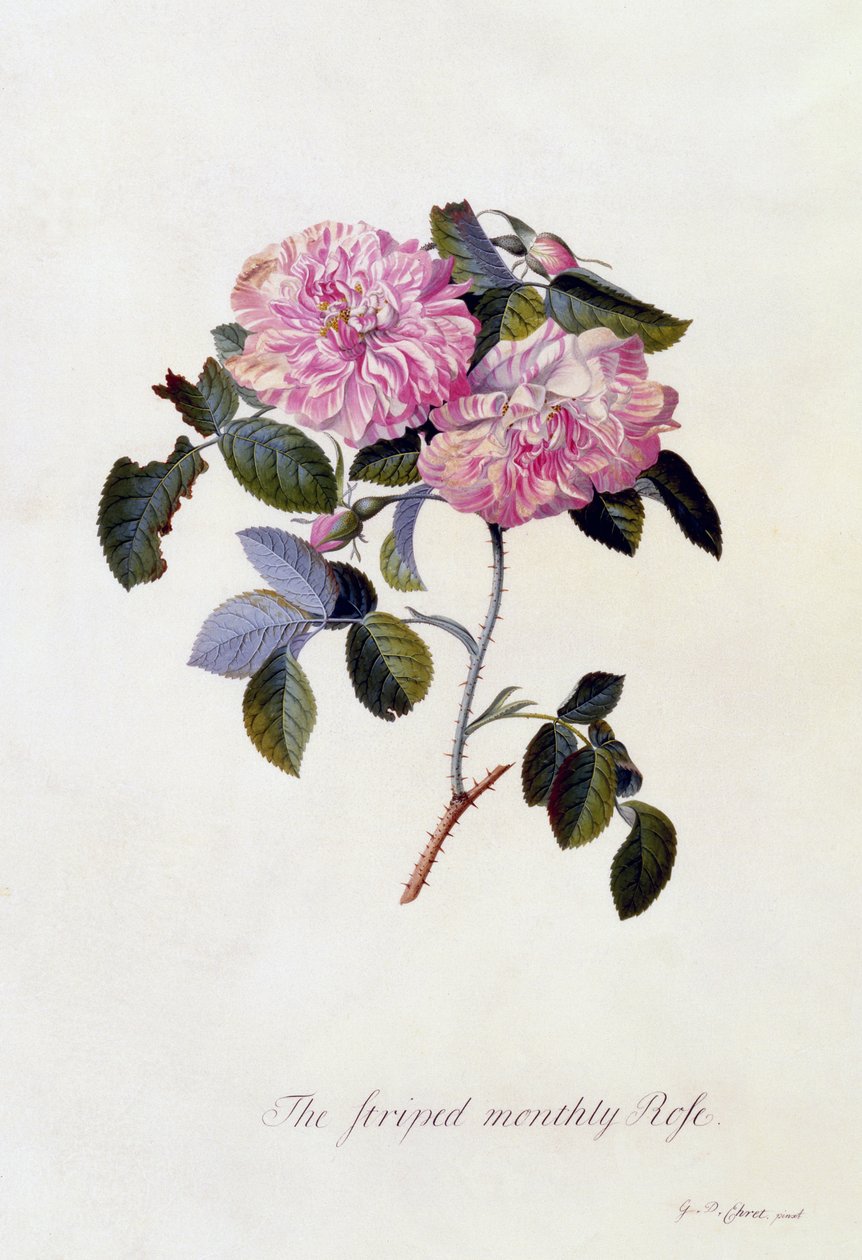 Pruhovaná měsíční růže, cca 1745 (ručně kolorovaná rytina) od Georg Dionysius Ehret