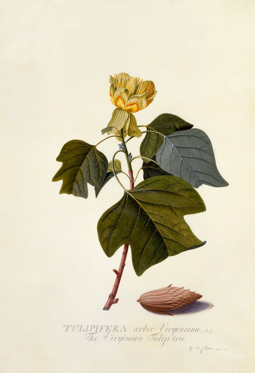 The Virginian Tulip Tree, c.1743 (ručně kolorovaná rytina) od Georg Dionysius Ehret