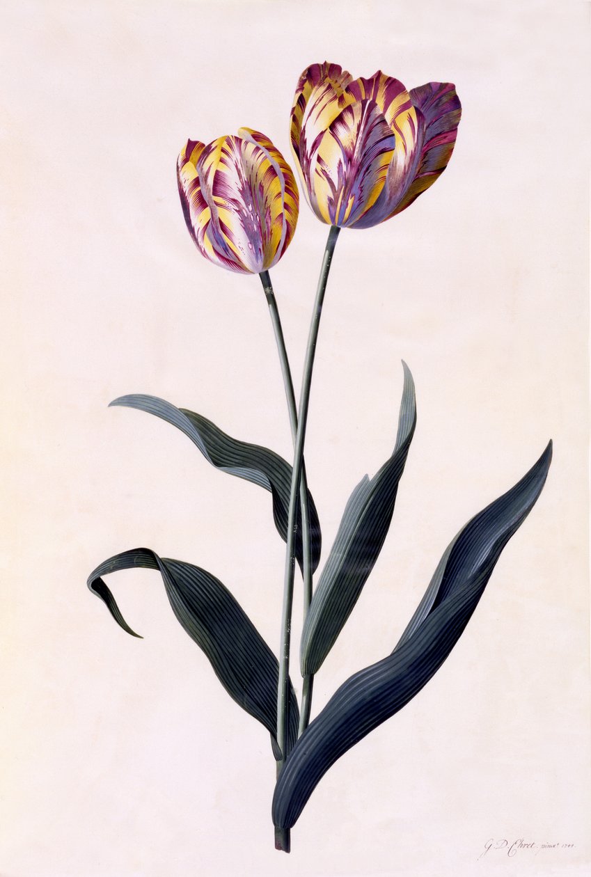 Tulipán, asi 1744 (ručně kolorovaná rytina) od Georg Dionysius Ehret