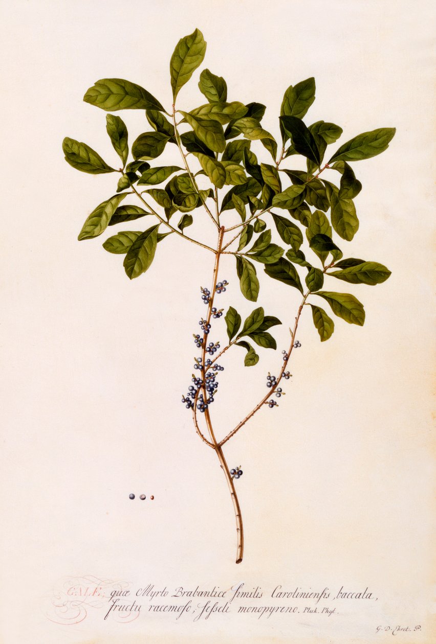 Bayberry nebo Myrtle. od "Georg Dionysius Ehret