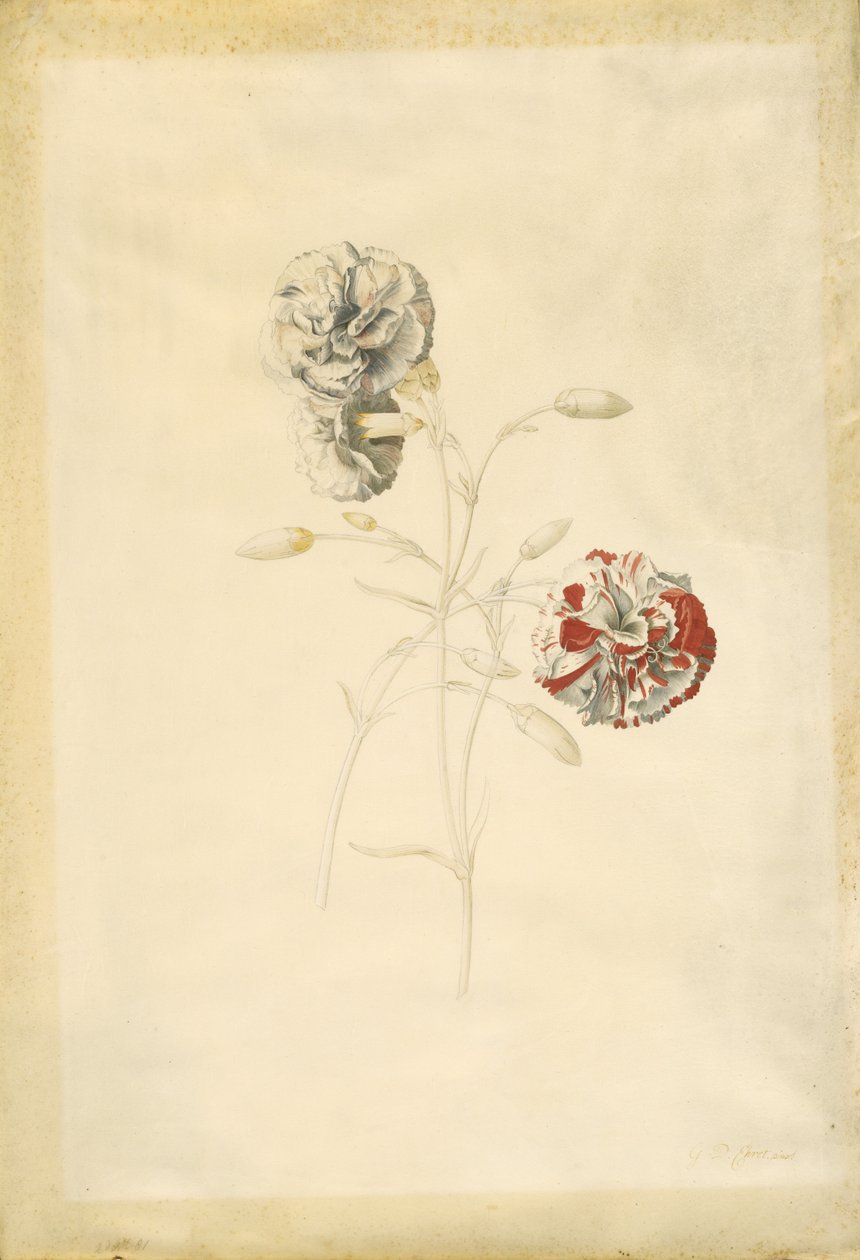 Karafiáty od Georg Dionysius Ehret