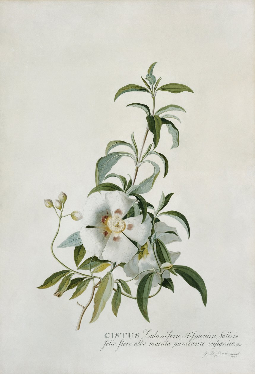 Cistus, 1747 od Georg Dionysius Ehret
