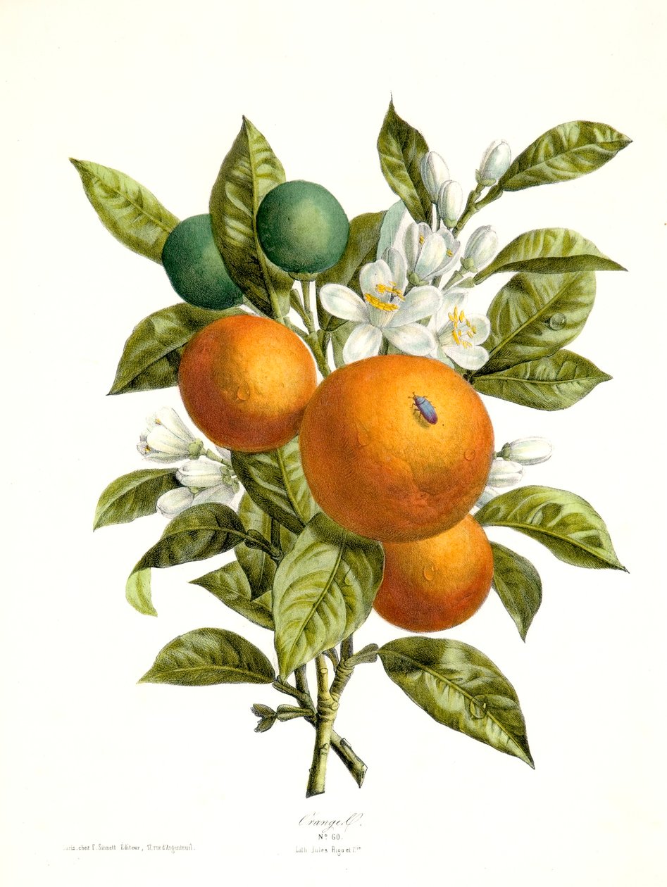 Citrus aurantiacus Orange, 1730-1770. od Georg Dionysius Ehret