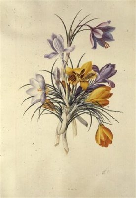 Krokus od Georg Dionysius Ehret
