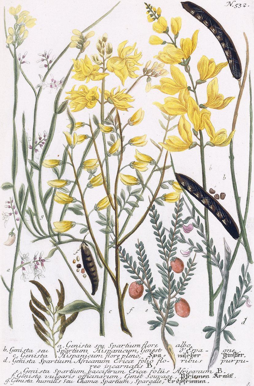 Genista od Georg Dionysius Ehret