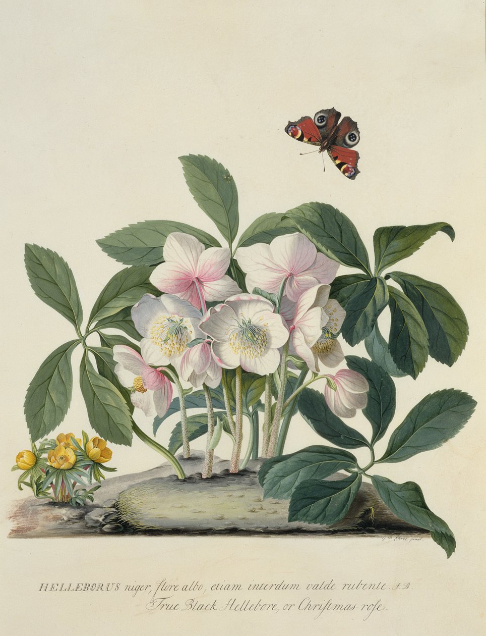Helleborus Niger od Georg Dionysius Ehret