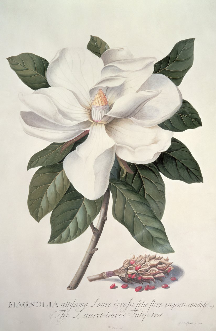 Magnólie od Georg Dionysius Ehret