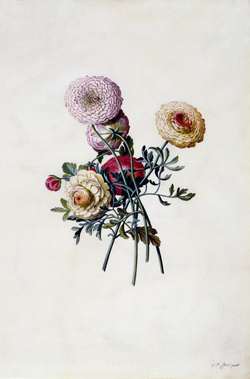 Mixed Ranunculas, c.1743 (ručně kolorovaná rytina) od Georg Dionysius Ehret