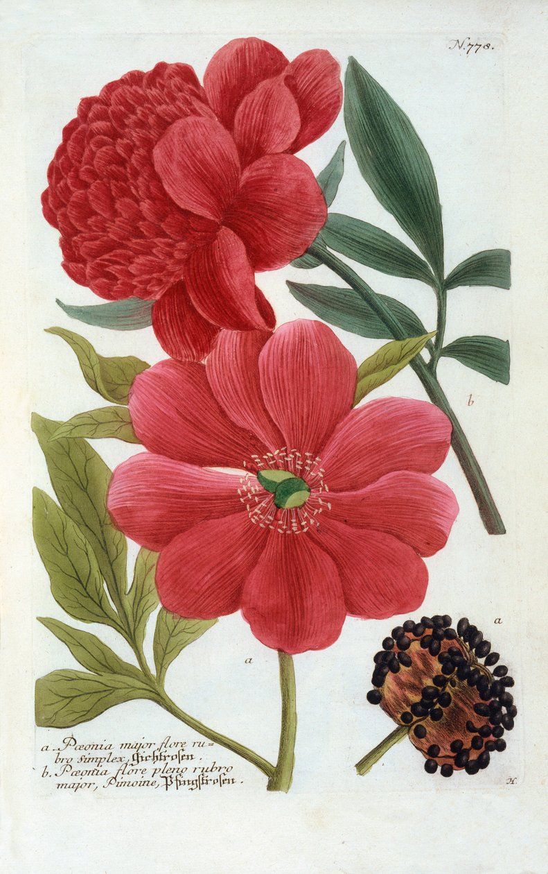 Paeonia, ručně kolorovaná rytina. od "Georg Dionysius Ehret