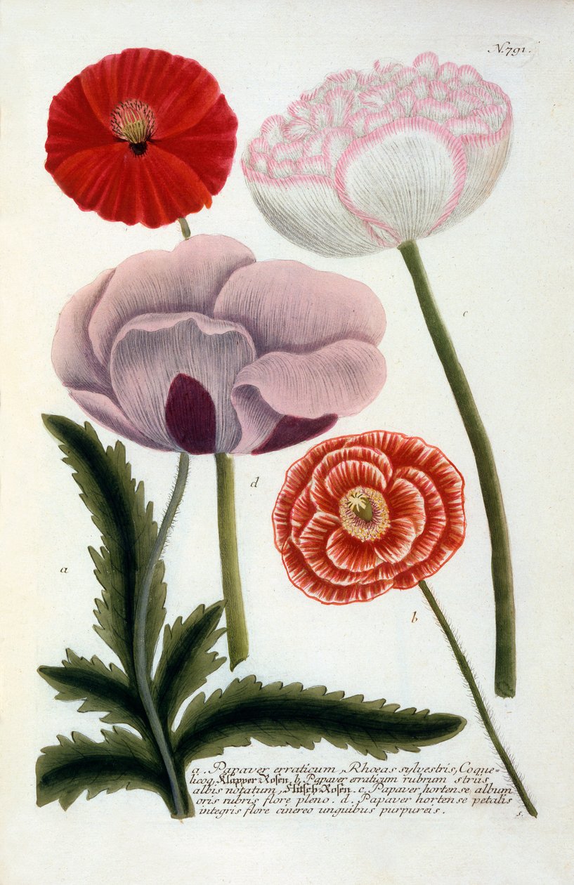 Papaver, 1737 ručně kolorovaná rytina. od "Georg Dionysius Ehret
