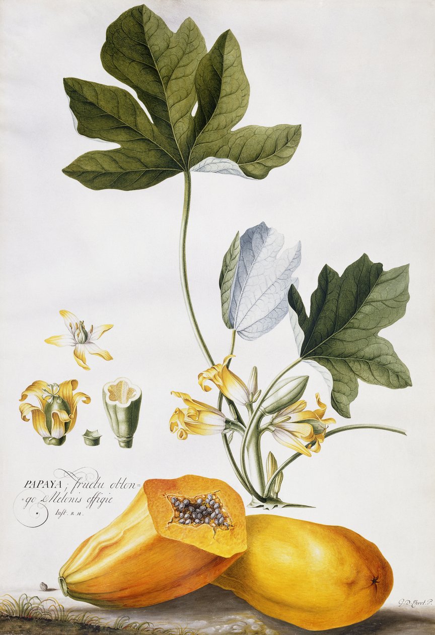 Papája, od Georg Dionysius Ehret