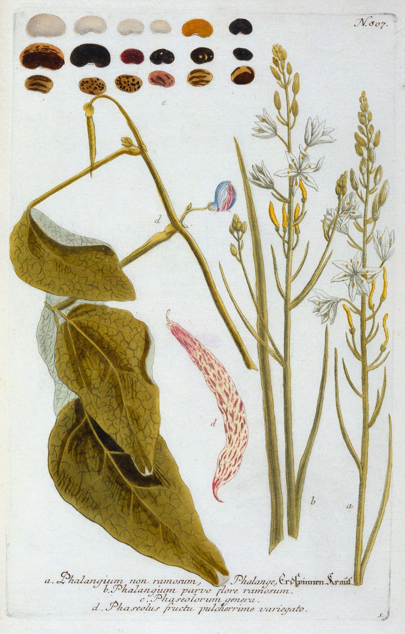 Phalangium, 1737 ručně kolorovaná rytina. od "Georg Dionysius Ehret