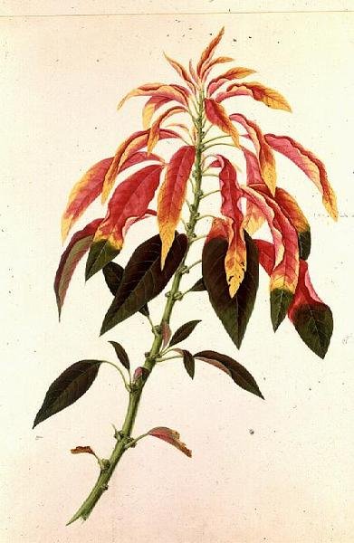 Pieris od Georg Dionysius Ehret