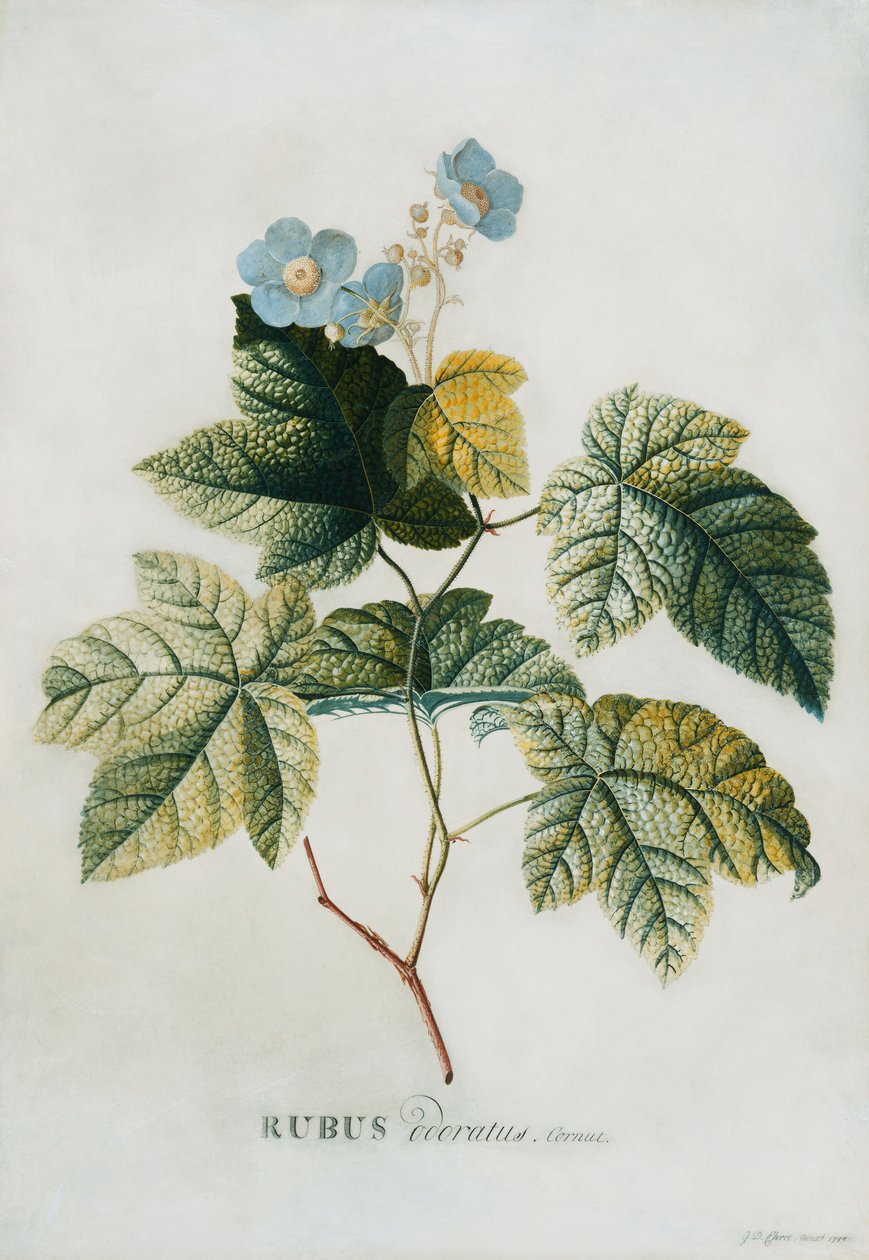 Rubus, 1744 od Georg Dionysius Ehret