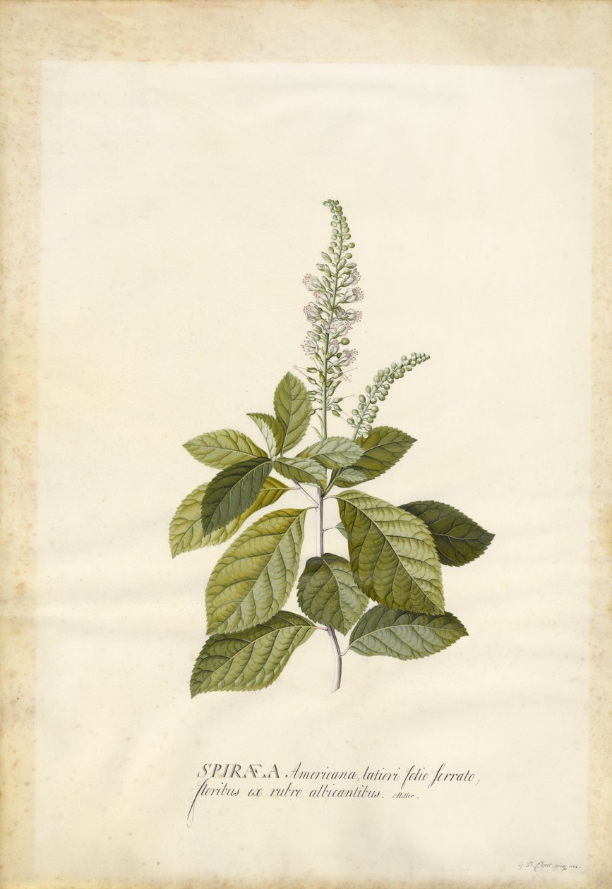 Spiraea od Georg Dionysius Ehret