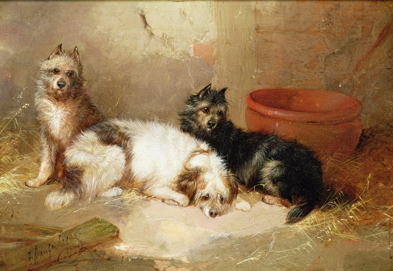 Tři teriéři od George Armfield
