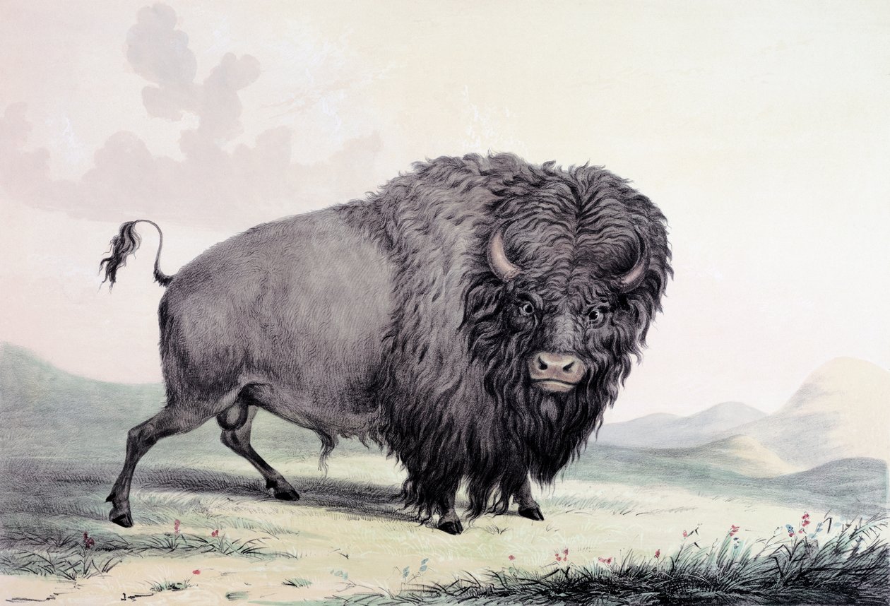 Pasoucí se buvolí býk od George Catlin