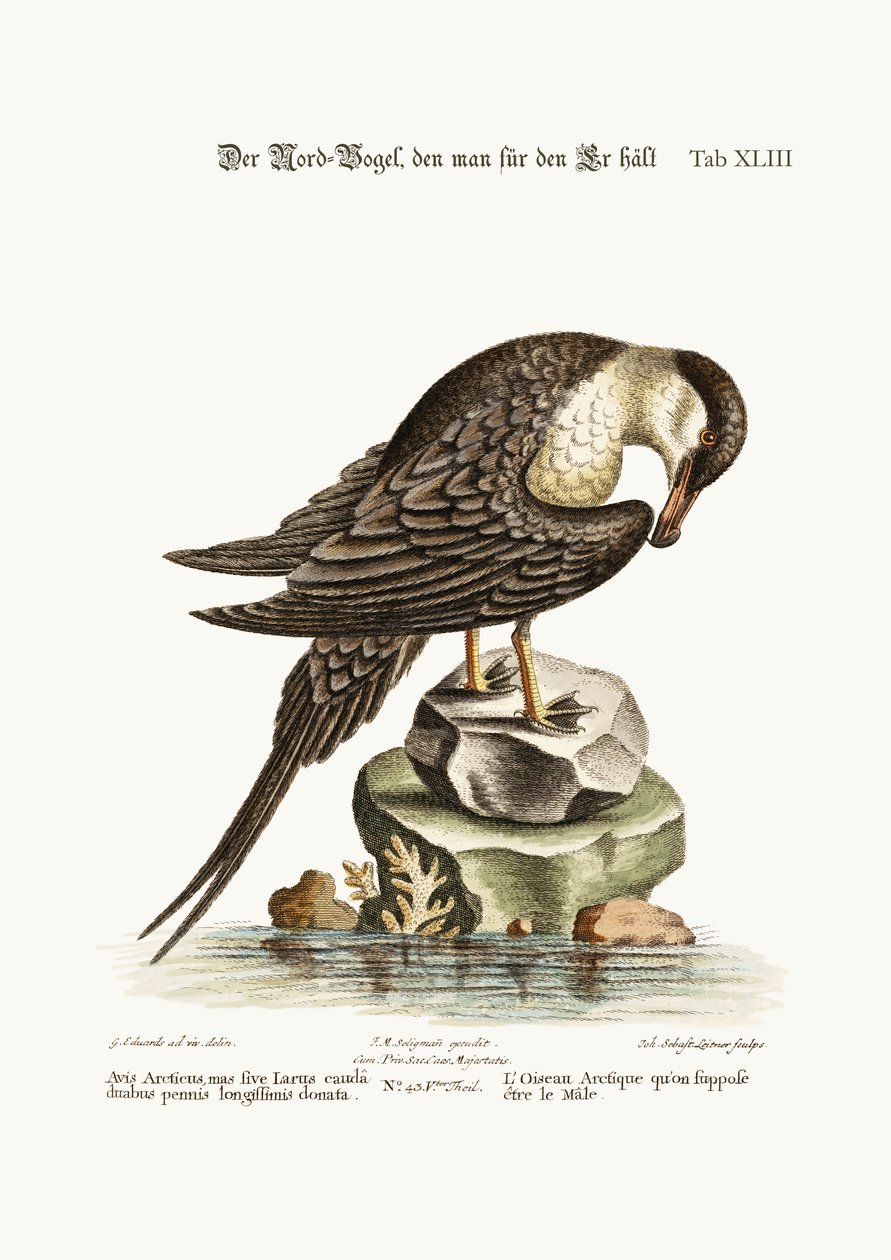 Arktický pták, údajně kohout, 1749-73 od George Edwards