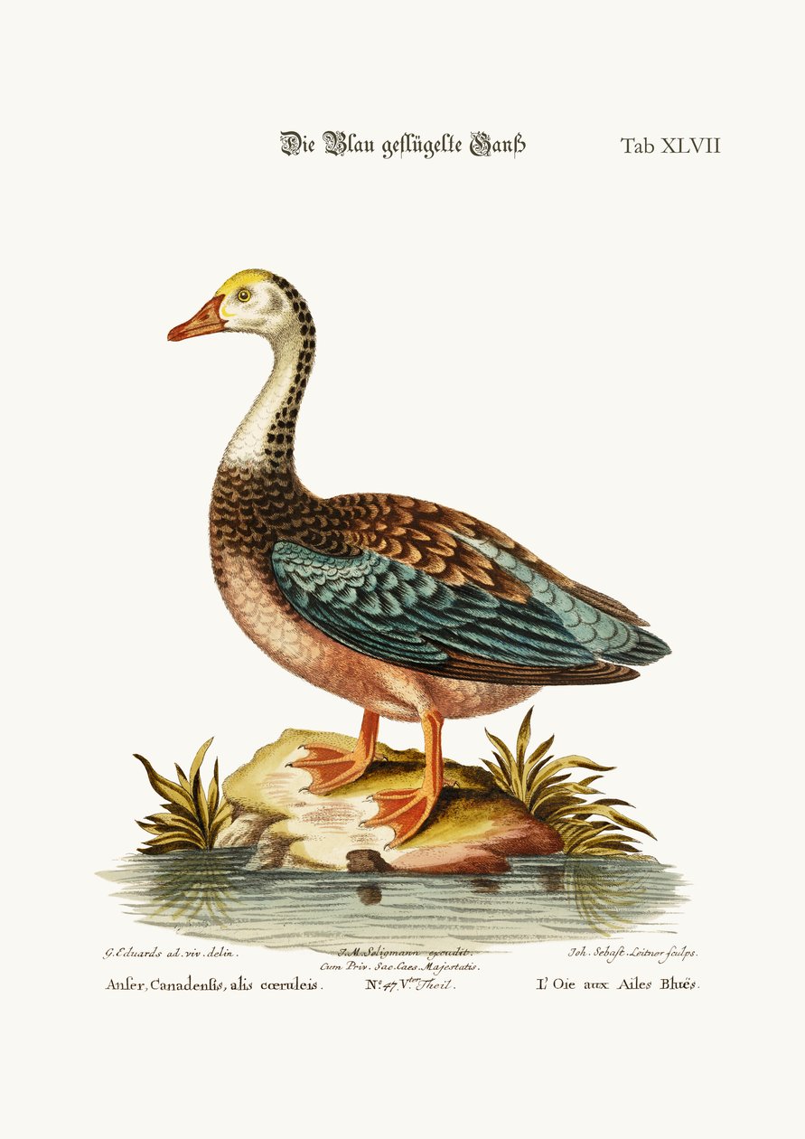 Husa modrokřídlá, 1749-73 od George Edwards