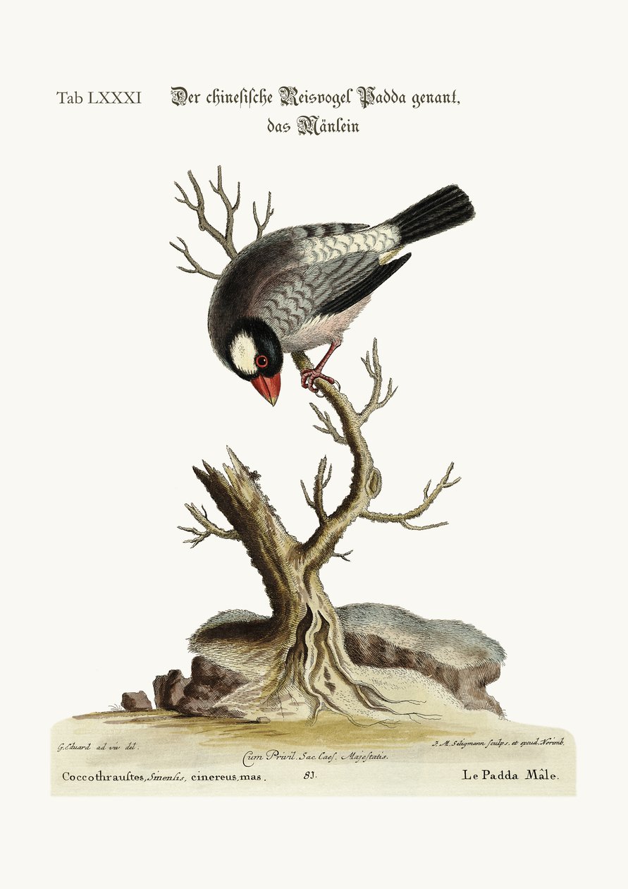Cock Padda nebo Rice-Bird, 1749-73 od George Edwards